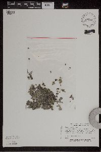 Spirodela polyrrhiza image