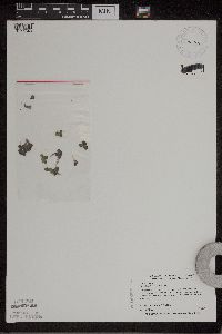 Spirodela polyrrhiza image