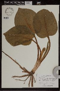 Image of Symplocarpus foetidus