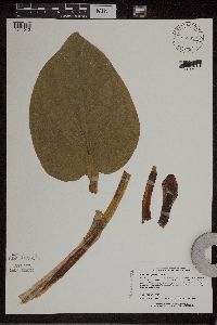 Symplocarpus foetidus image