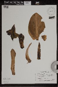 Symplocarpus foetidus image