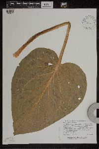 Symplocarpus foetidus image