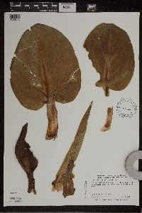 Symplocarpus foetidus image