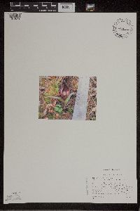 Symplocarpus foetidus image