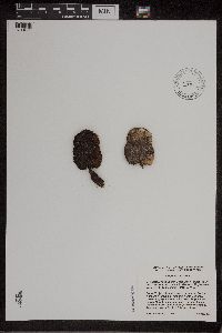 Symplocarpus foetidus image