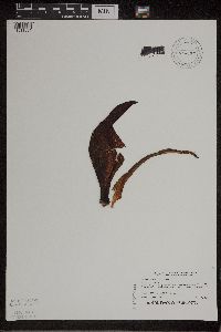 Symplocarpus foetidus image