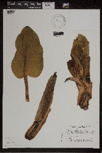 Symplocarpus foetidus image