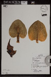 Symplocarpus foetidus image