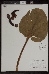 Symplocarpus foetidus image