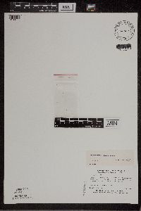 Wolffia borealis image