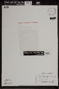 Wolffia borealis image