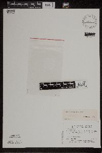 Wolffia borealis image