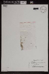 Wolffia borealis image