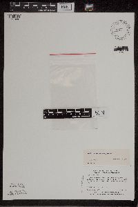 Wolffia borealis image