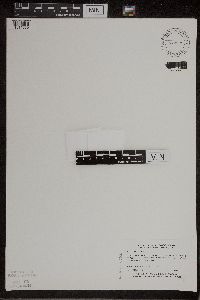 Wolffia borealis image