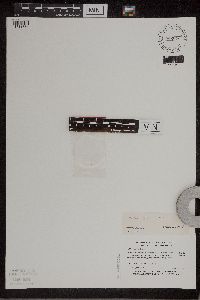 Wolffia borealis image