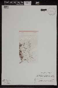 Wolffia borealis image