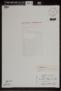 Wolffia columbiana image