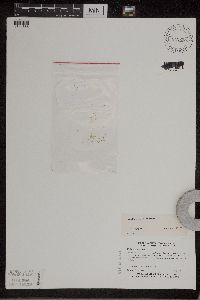 Wolffia columbiana image