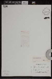 Wolffia columbiana image