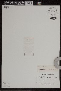 Wolffia columbiana image