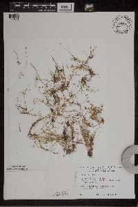 Image of Crassula aquatica