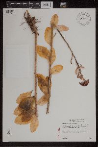 Hylotelephium telephium image