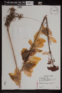 Hylotelephium telephium image