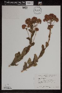 Hylotelephium telephium image