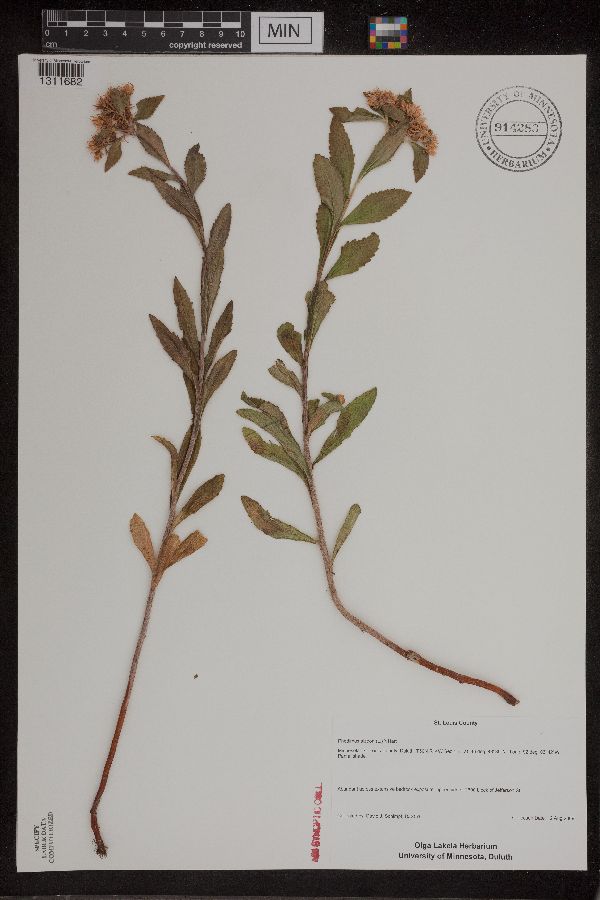 Phedimus aizoon image