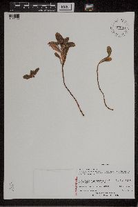 Phedimus aizoon image