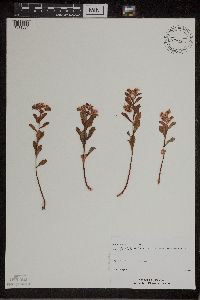 Phedimus aizoon image