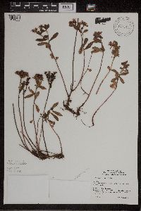 Phedimus aizoon image