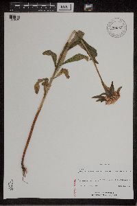 Phedimus aizoon image
