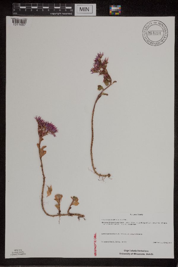Phedimus spurius image