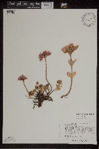 Phedimus spurius image