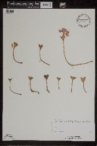 Phedimus spurius image