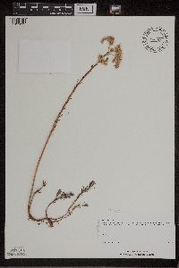 Sedum rupestre image