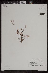 Drosera intermedia image