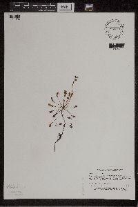 Drosera intermedia image