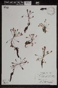 Drosera intermedia image