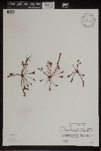 Drosera intermedia image
