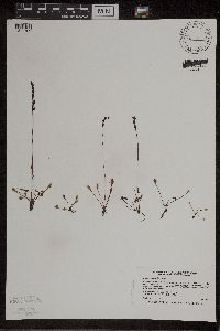 Drosera intermedia image