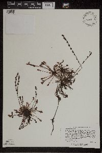 Drosera intermedia image