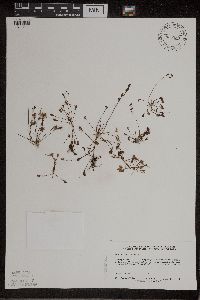 Drosera intermedia image