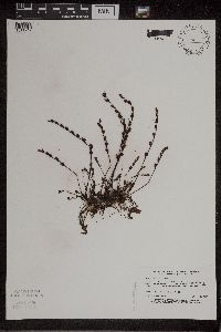 Drosera intermedia image