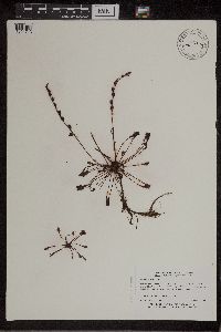 Drosera intermedia image