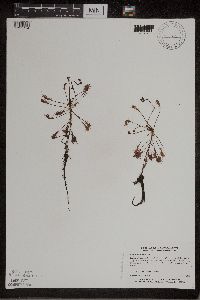 Drosera intermedia image