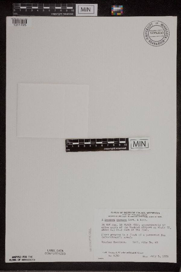 Drosera x obovata image