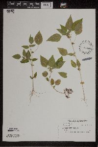 Acalypha rhomboidea image